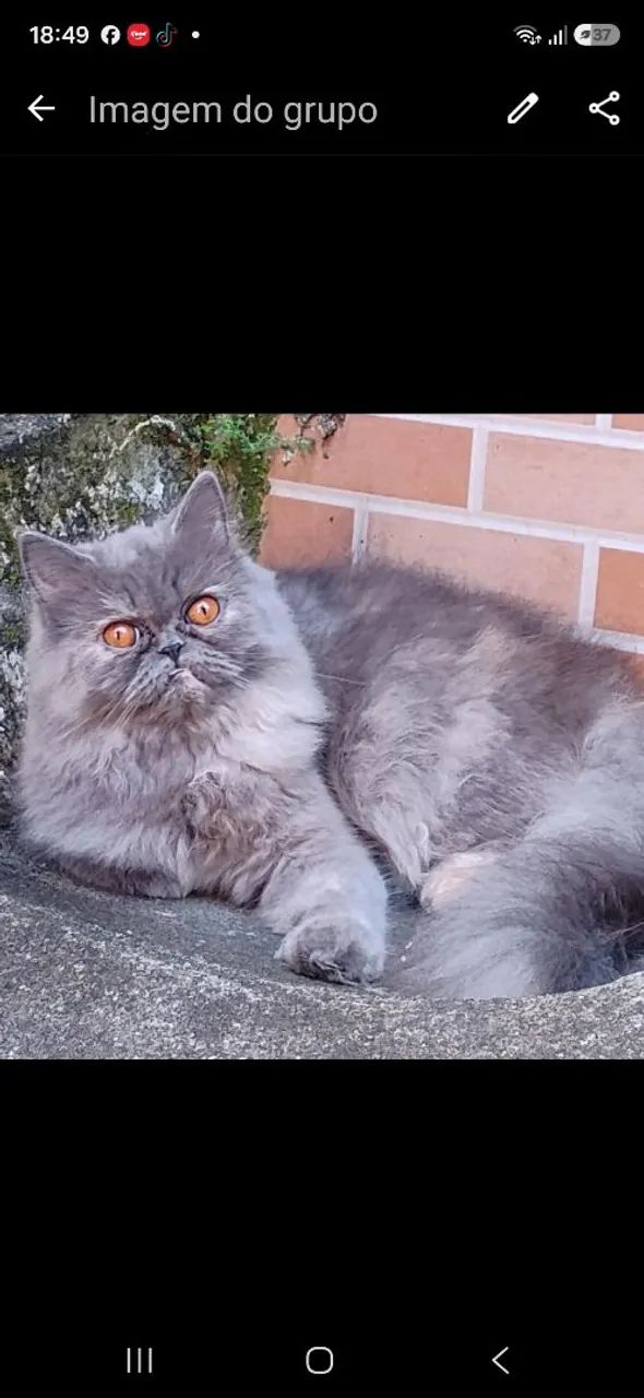 Gata persa 