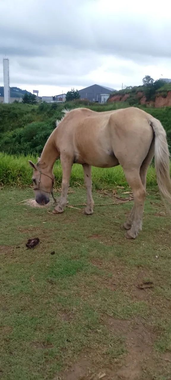 Cavalo baio marilio marchador - Foto 2