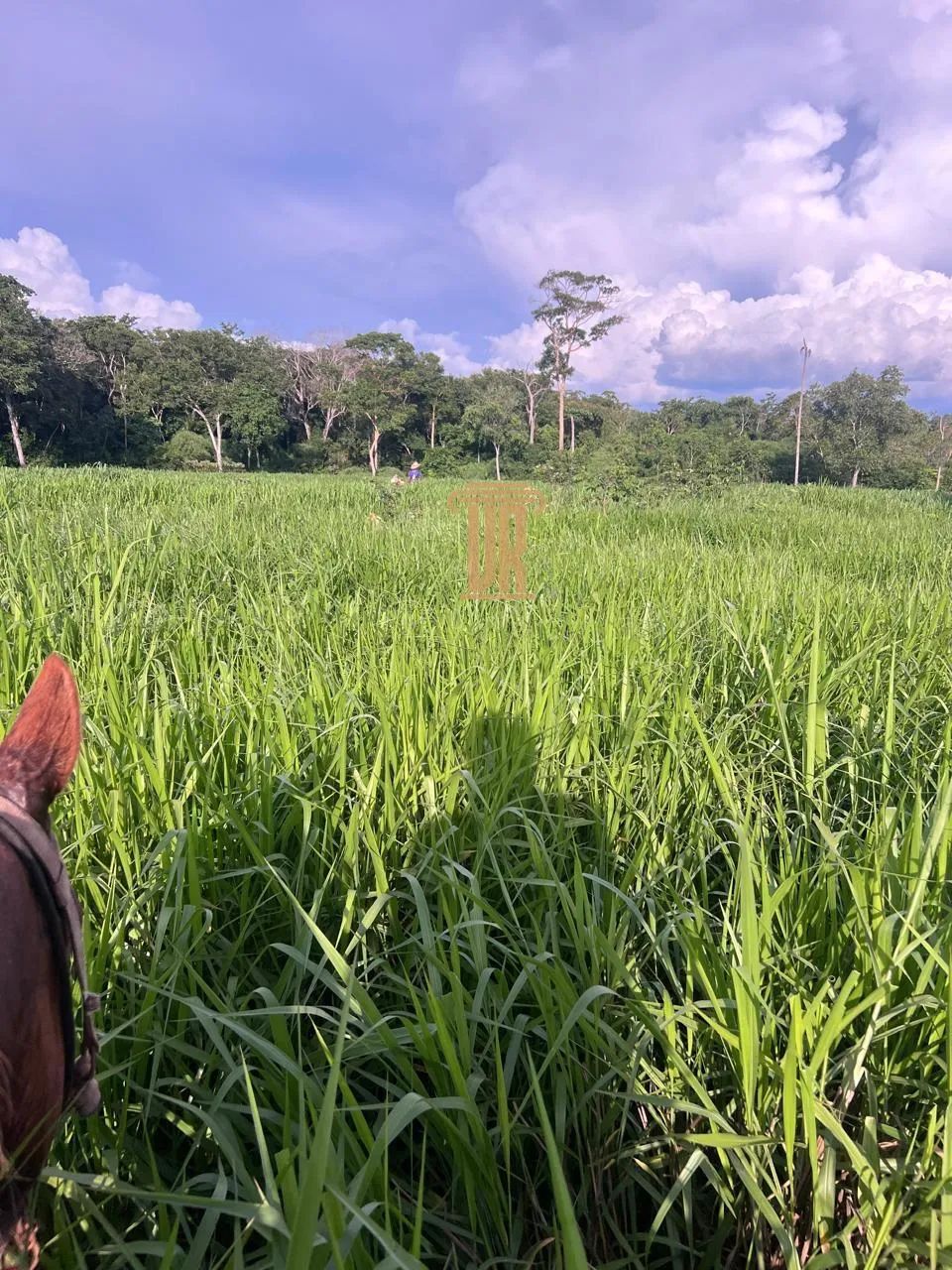 Fazenda de 72 alqueires na Região de Centenário Tocantins - Foto 3