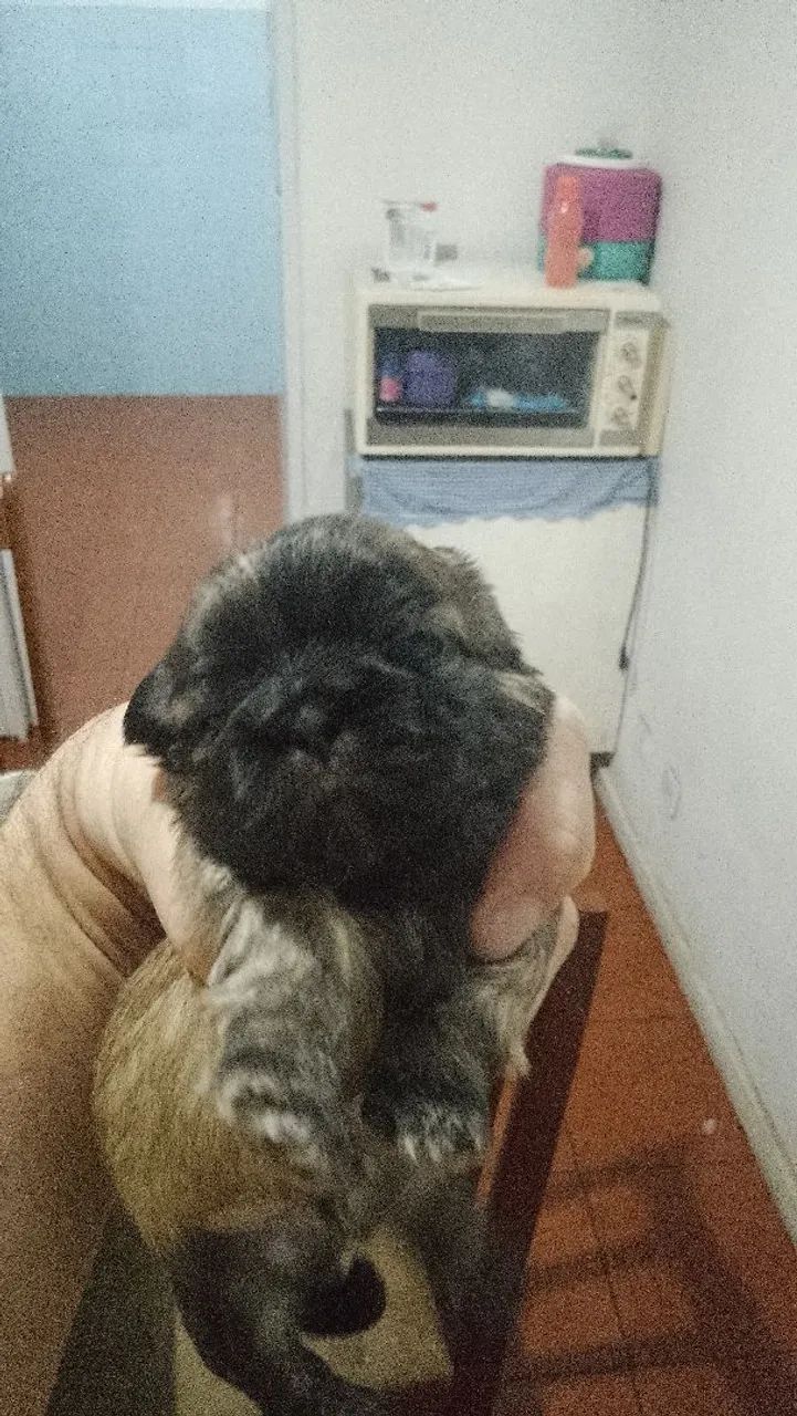 Cachorro  - Foto 3