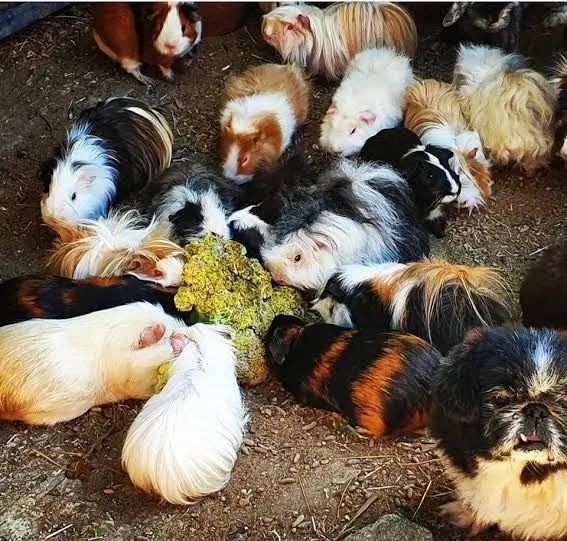 Porquinhos da índia, lindos filhotes 