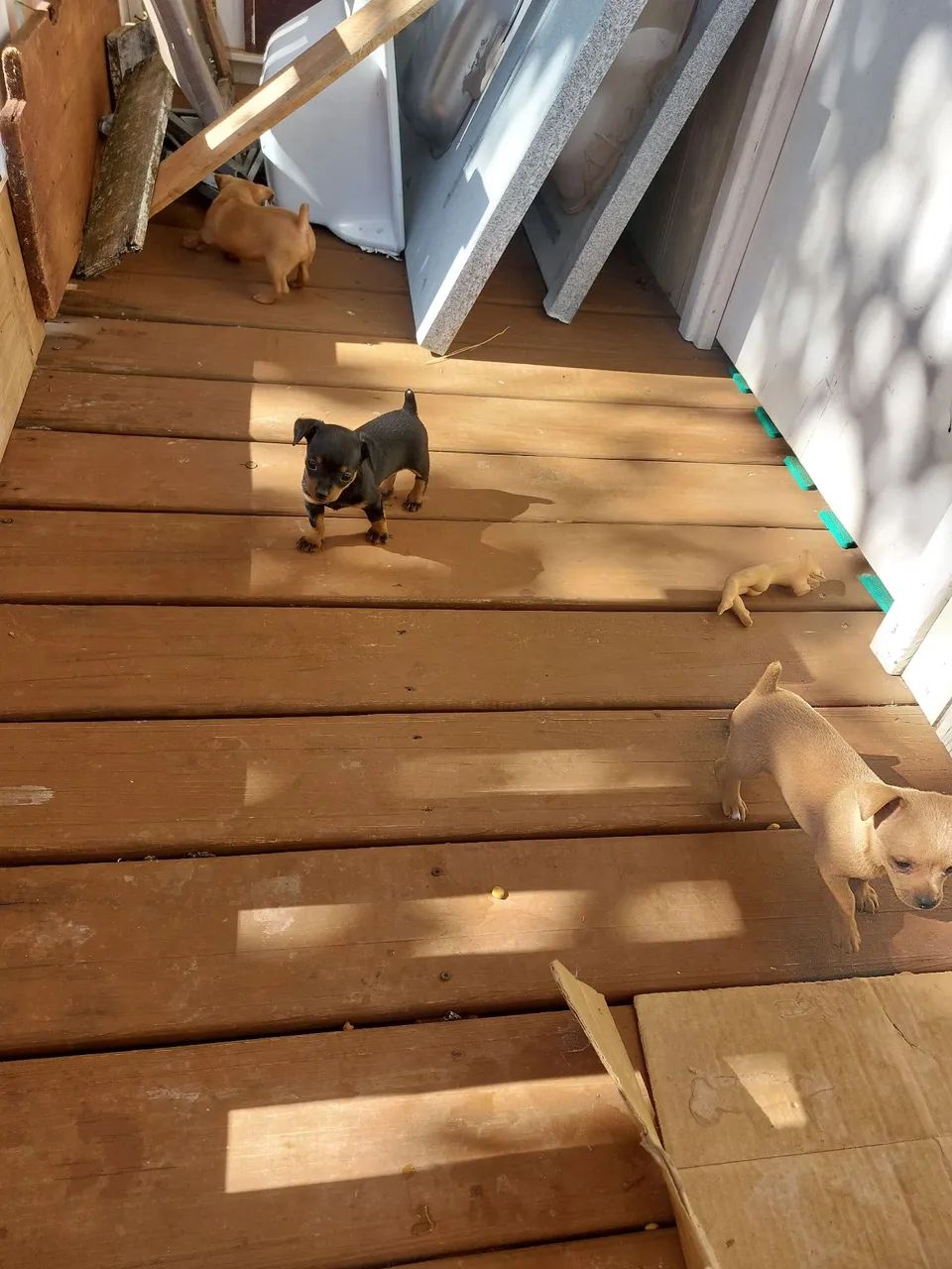 PINSCHER MACHO  - Foto 2