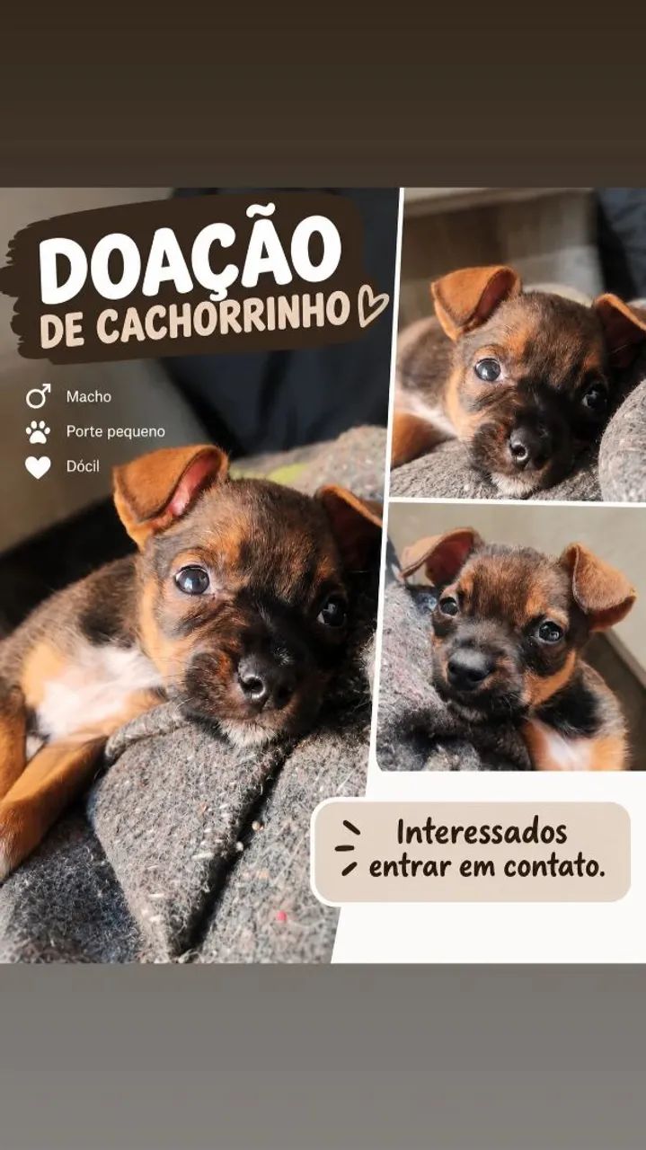 ? Informações sobre o cachorro: