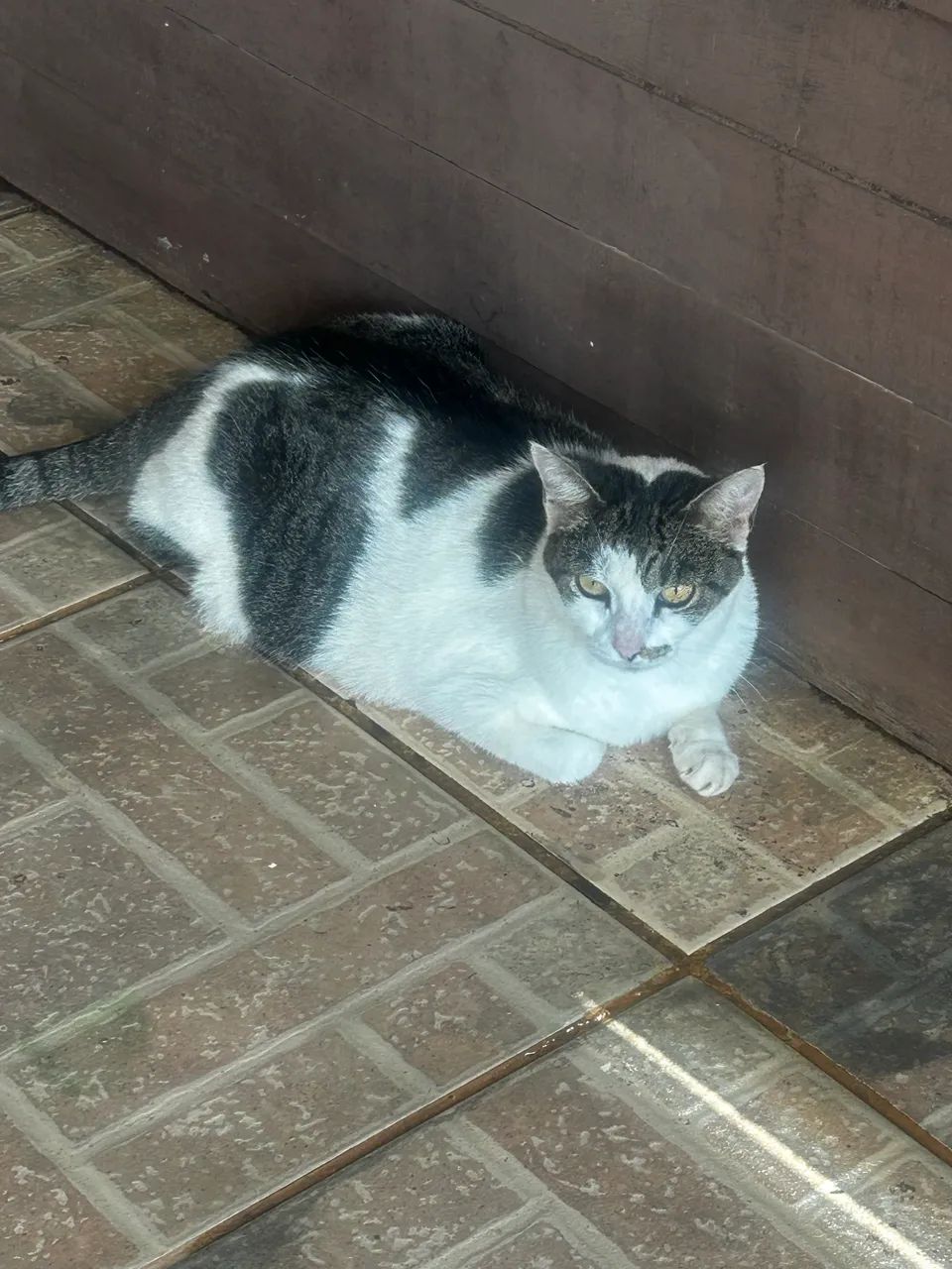 Gata castrada