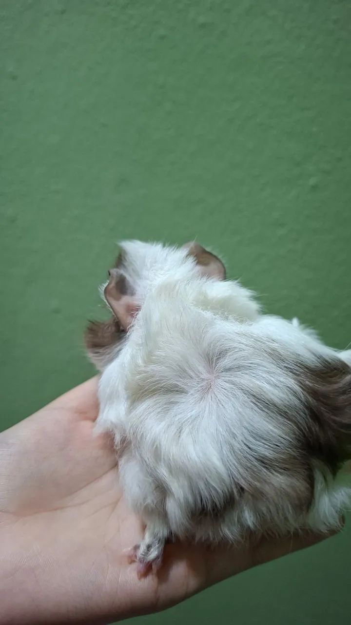 Porquinho da Índia Macho - Foto 3