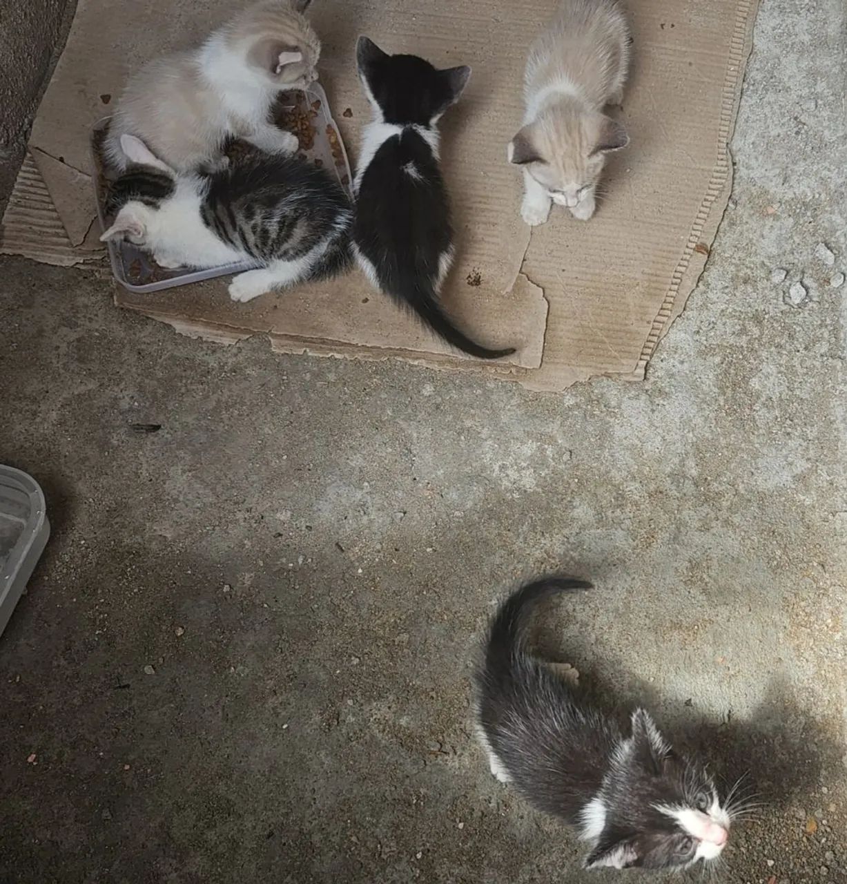 Gatinhos para doação - Foto 3