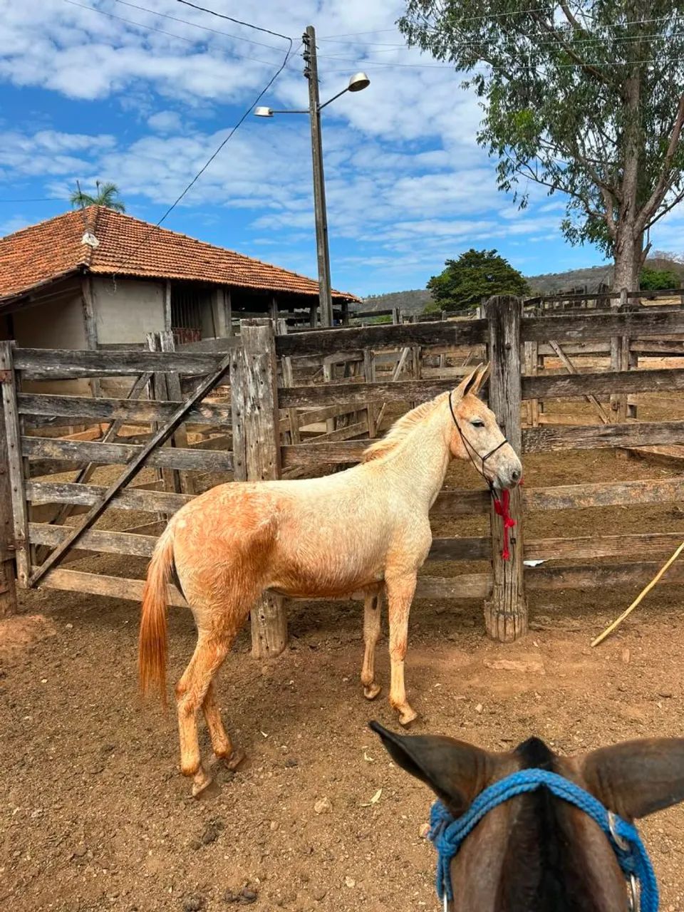 Vendo mula  - Foto 2