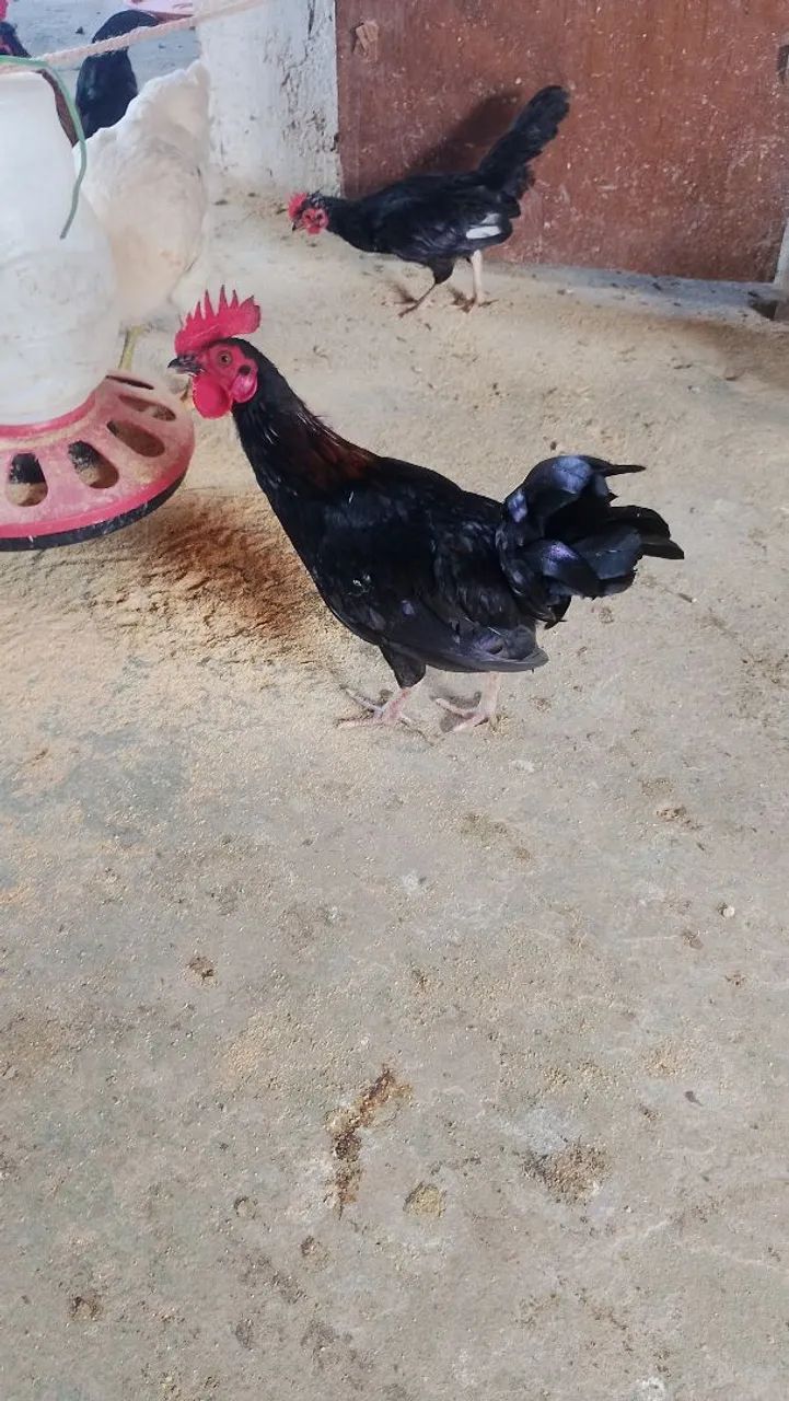 Galinha garnizé  - Foto 2