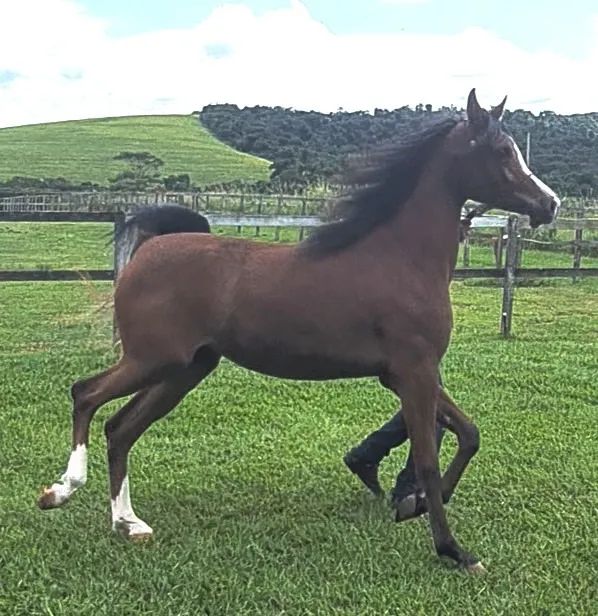 Cavalo Puro Sangue Árabe - Potranca - Foto 3