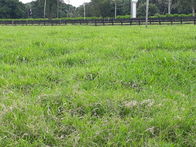 Confinamento ou Laticínio na comunidade olho d"agua na BR 364 a 30 km de Cuiabá - Foto 15