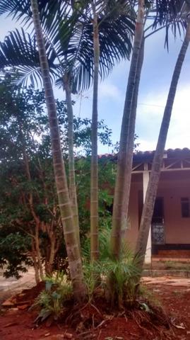Casa 3 Qts S. Leste Gama - Foto 6