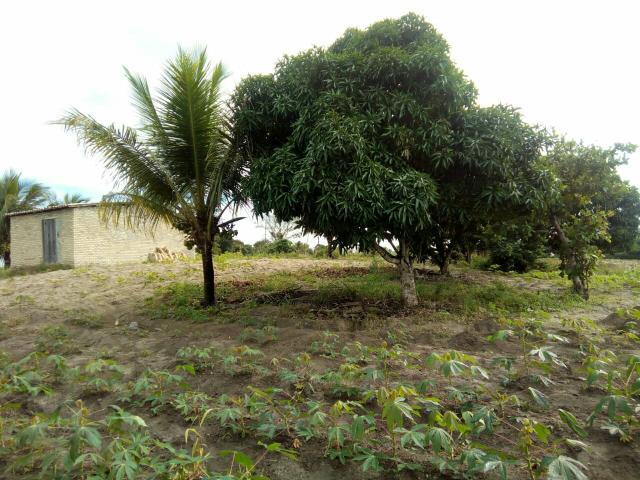 Vendo terreno aqui em São Sebastião Alagoas - Foto 8