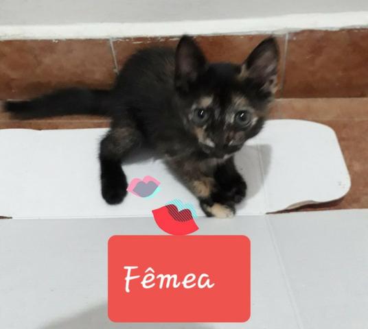 Adotem belos gatinhos! - Foto 4