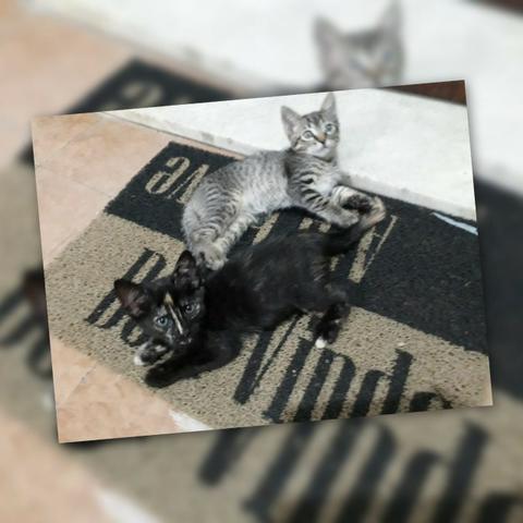 Adotem belos gatinhos! - Foto 5