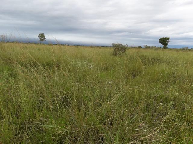 Fazenda na regiao de corumba, para arrendamento - Foto 18