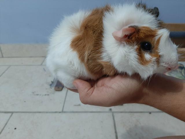 Doação de porquinho da índia