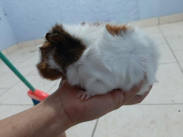 Doação de porquinho da índia - Foto 4
