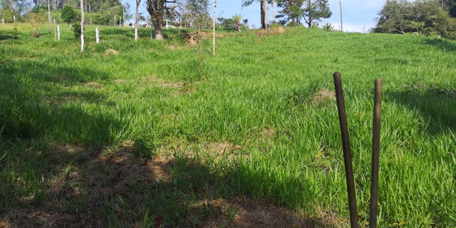 54V terreno com ótimo acesso - Foto 4