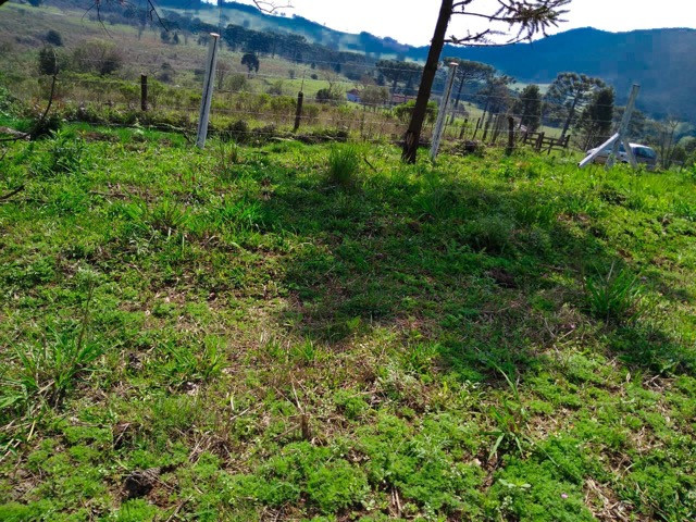 Sítio Terreno - Foto 8