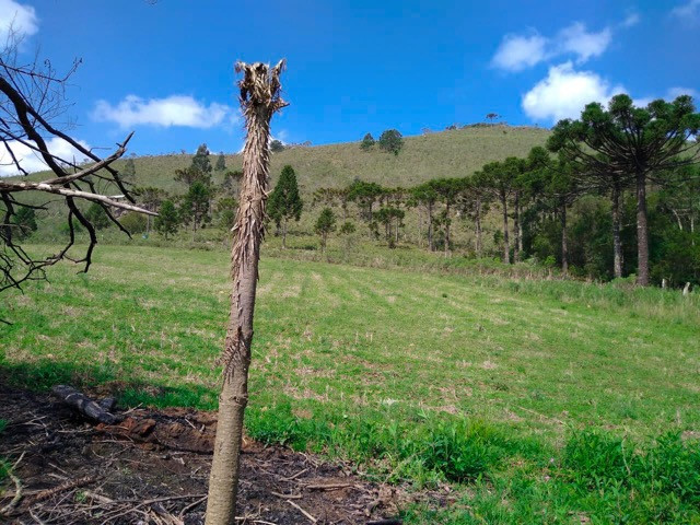 Sítio Terreno - Foto 12