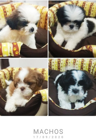 Shih-Tzu