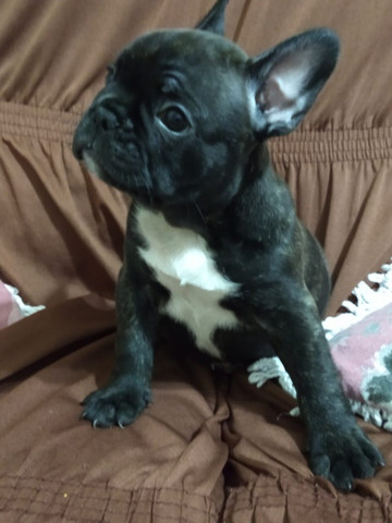 Filhotes Buldogue Francês - Foto 3