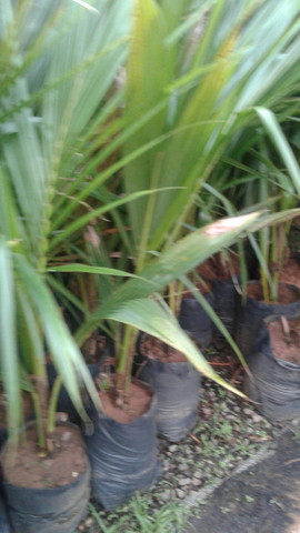 Grama e mudas de eucalipto-Frutíferas frutos, limão,ponkan, etc.- montamos seu pomar- - Foto 3