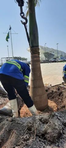 Palmeiras imperiais. - Foto 3