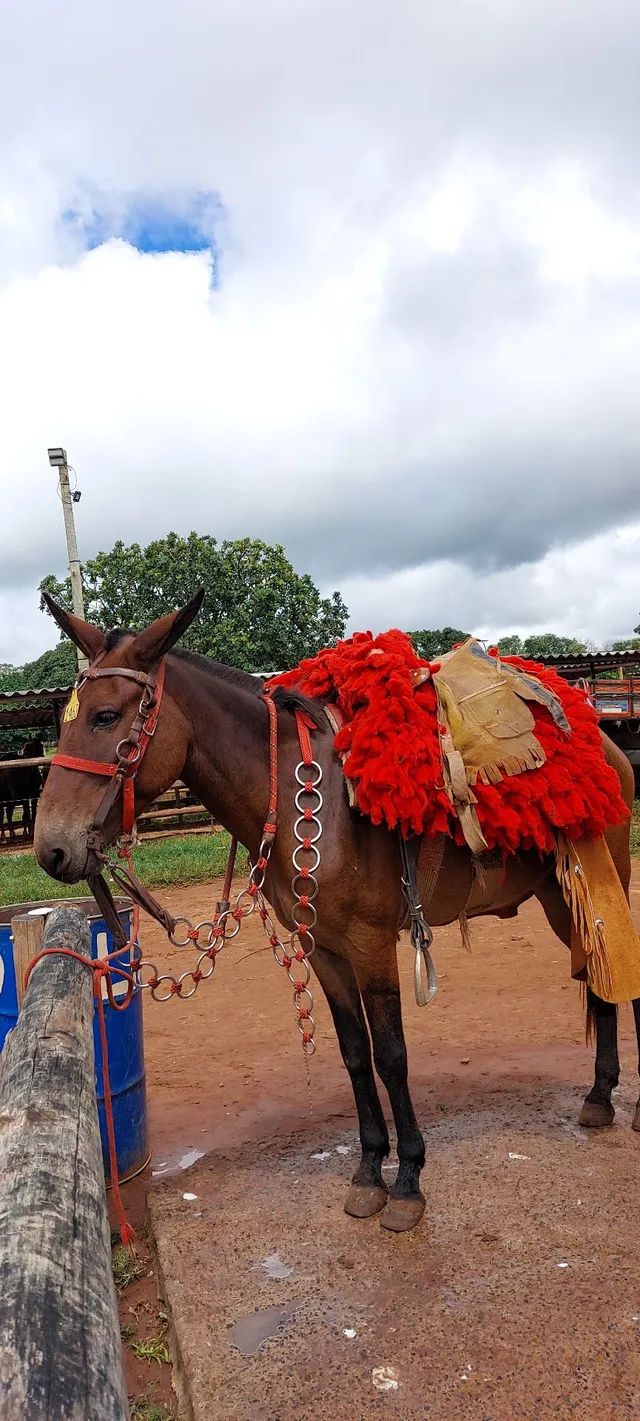 Traia De Frente Para Cavalo