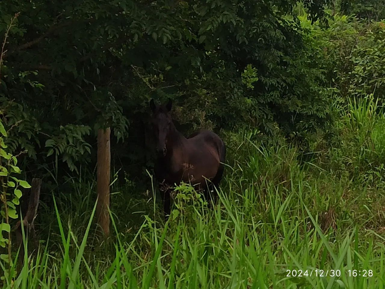 Potro Mangalarga Marchador - Foto 3