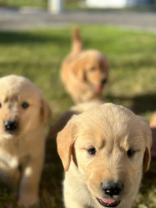 Filhotes Golden Retriever Lindos E Saudaveis Cachorros Cruzeiro