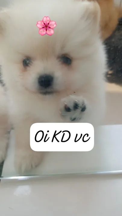 Lulu Spitz filhotes com 2 meses 