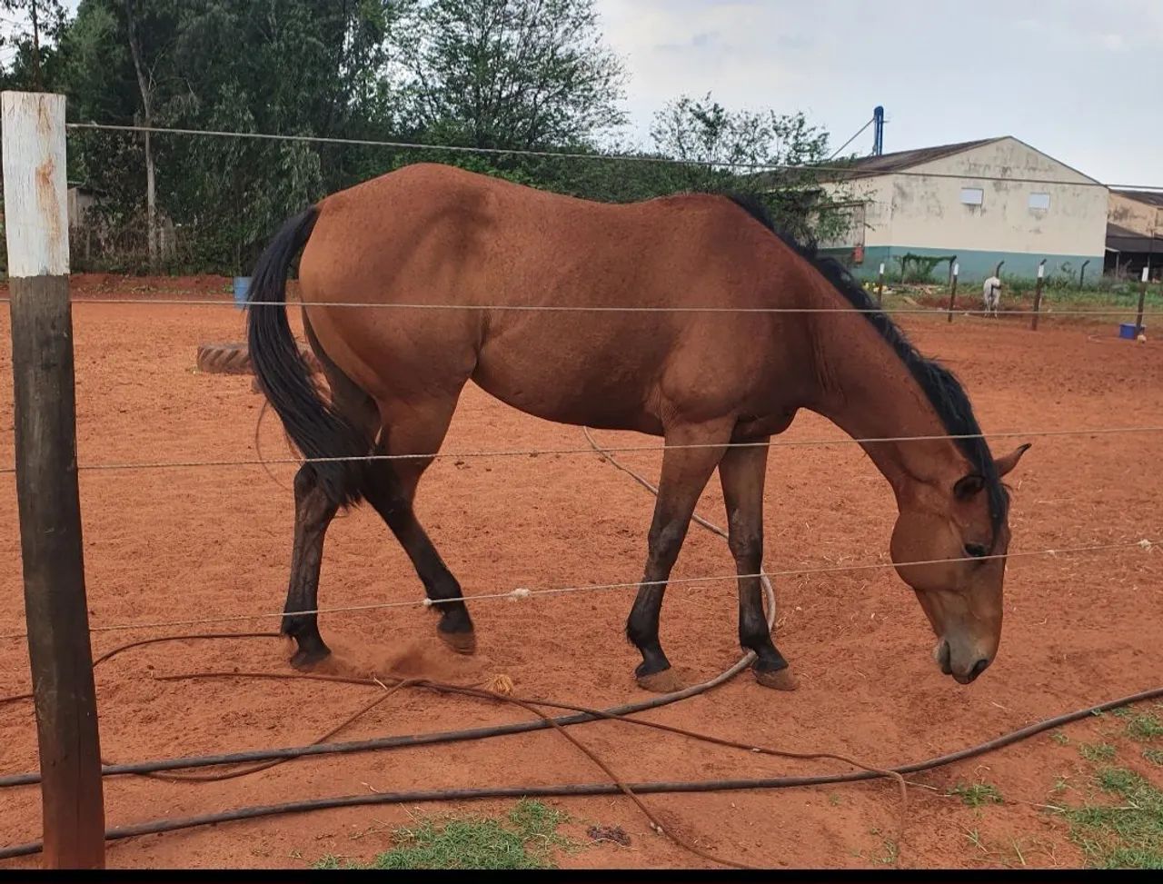Égua PO e Potro - Foto 3