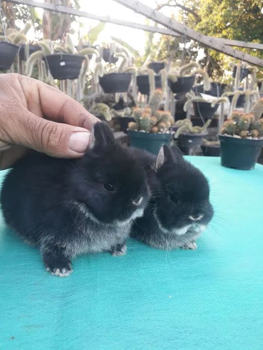 Coelho anão importado Black other  - Foto 4