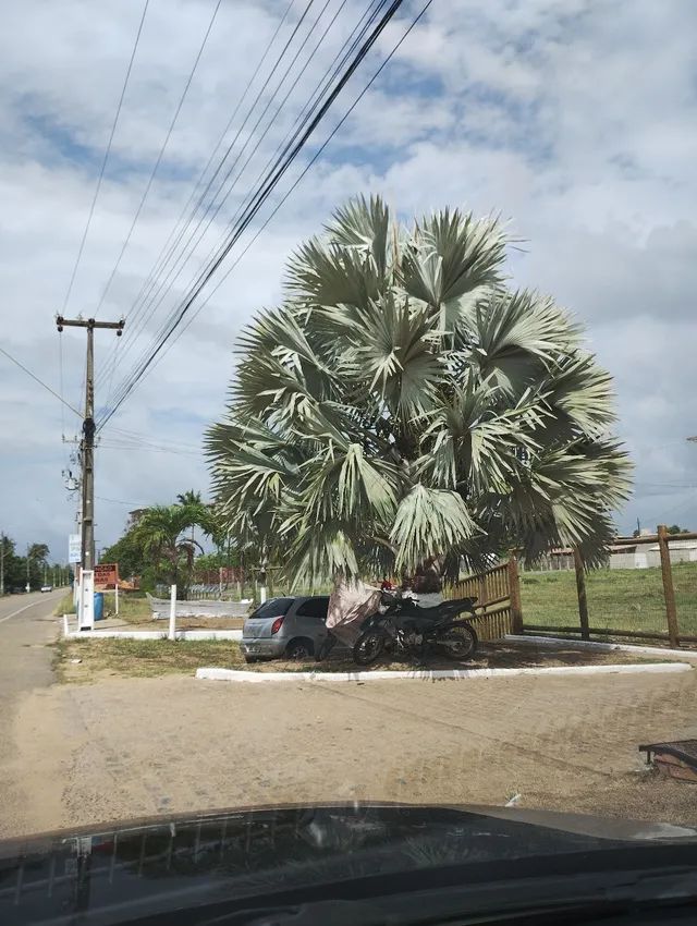 Mudas de Palmeira Azul 