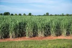86% de cana em Sebastianópolis.