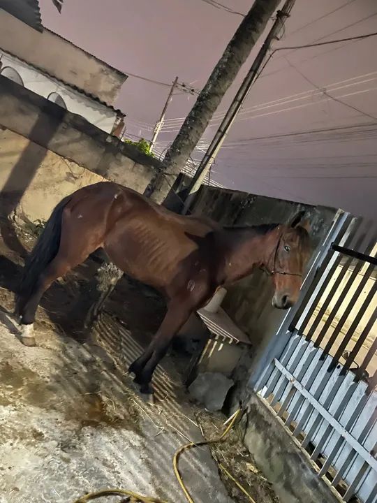 Cavalo mangalarga - Foto 2