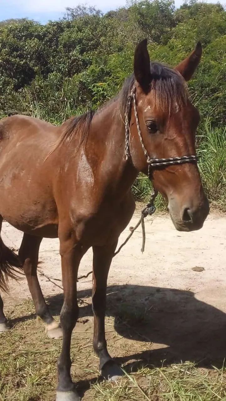 Vendo poutro manço de cela treis ano de idade aceito prosta talvez trocar  em algo do meu  - Foto 2