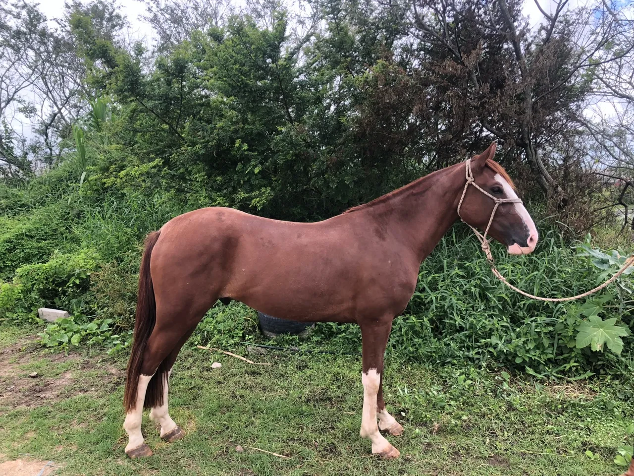 Cavalo Marrom para adoção