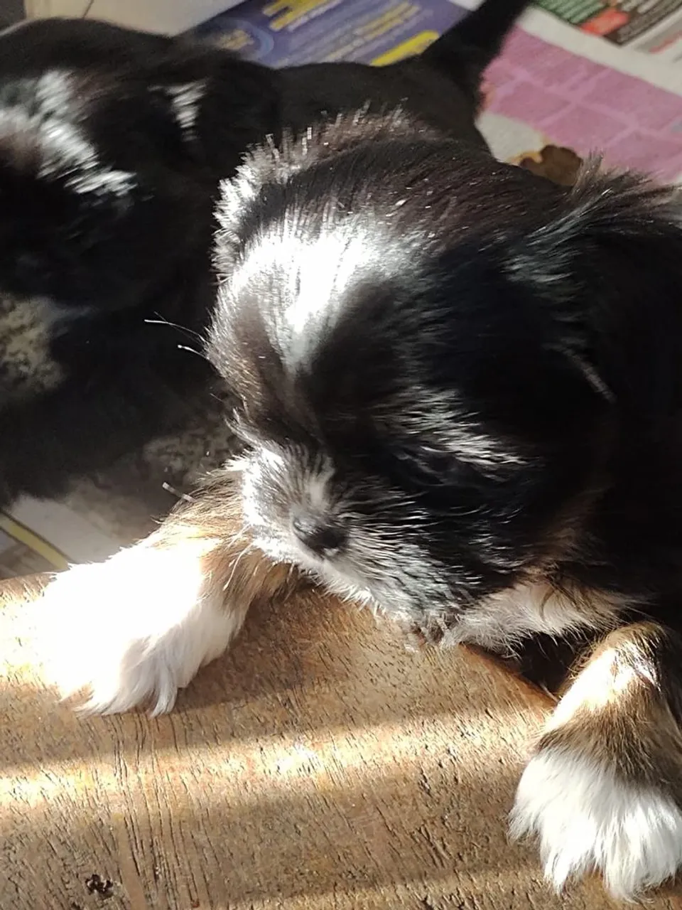 Filhote Shih Tzu fêmeas