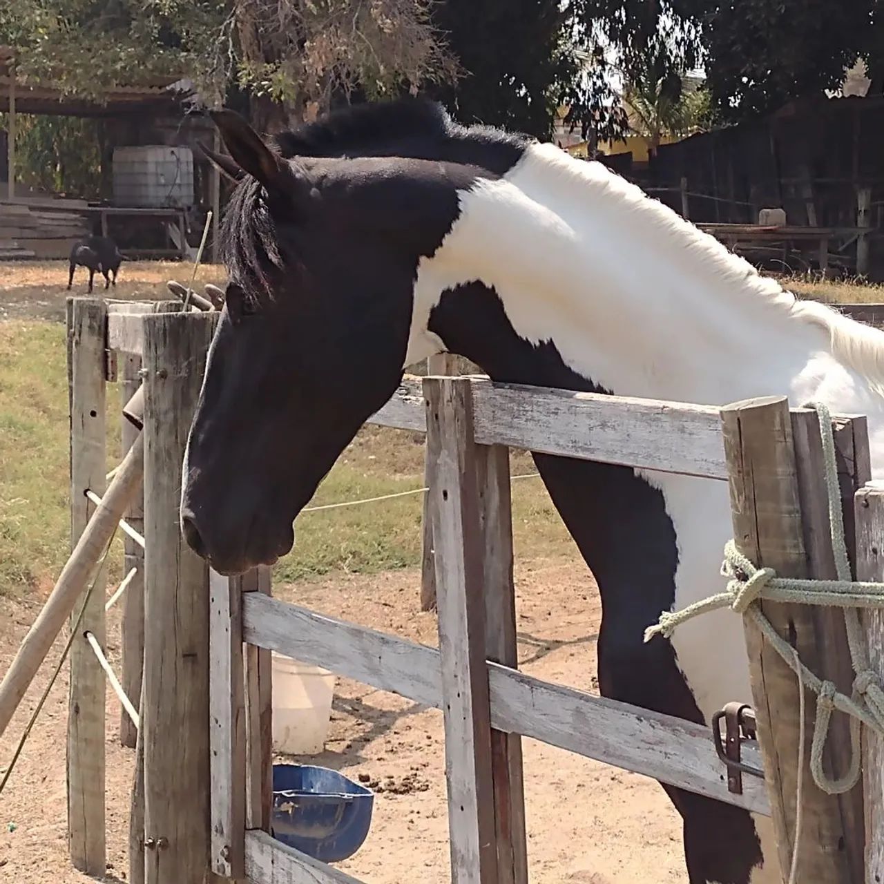 Cavalo pampa de preto, - Foto 2