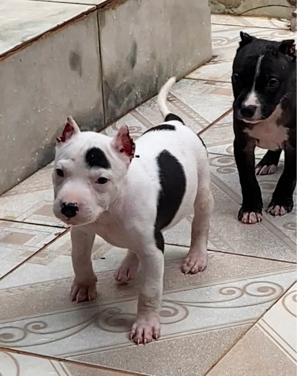 PITBULL FILHOTES BLACK NOSE VACINADOS-DIVIDO NO CARTÃO  - Foto 2