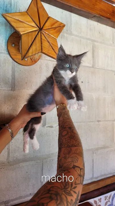 Maine coon filhotes - Foto 3