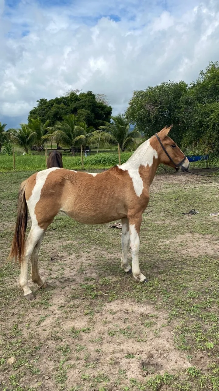 Potra Pampa