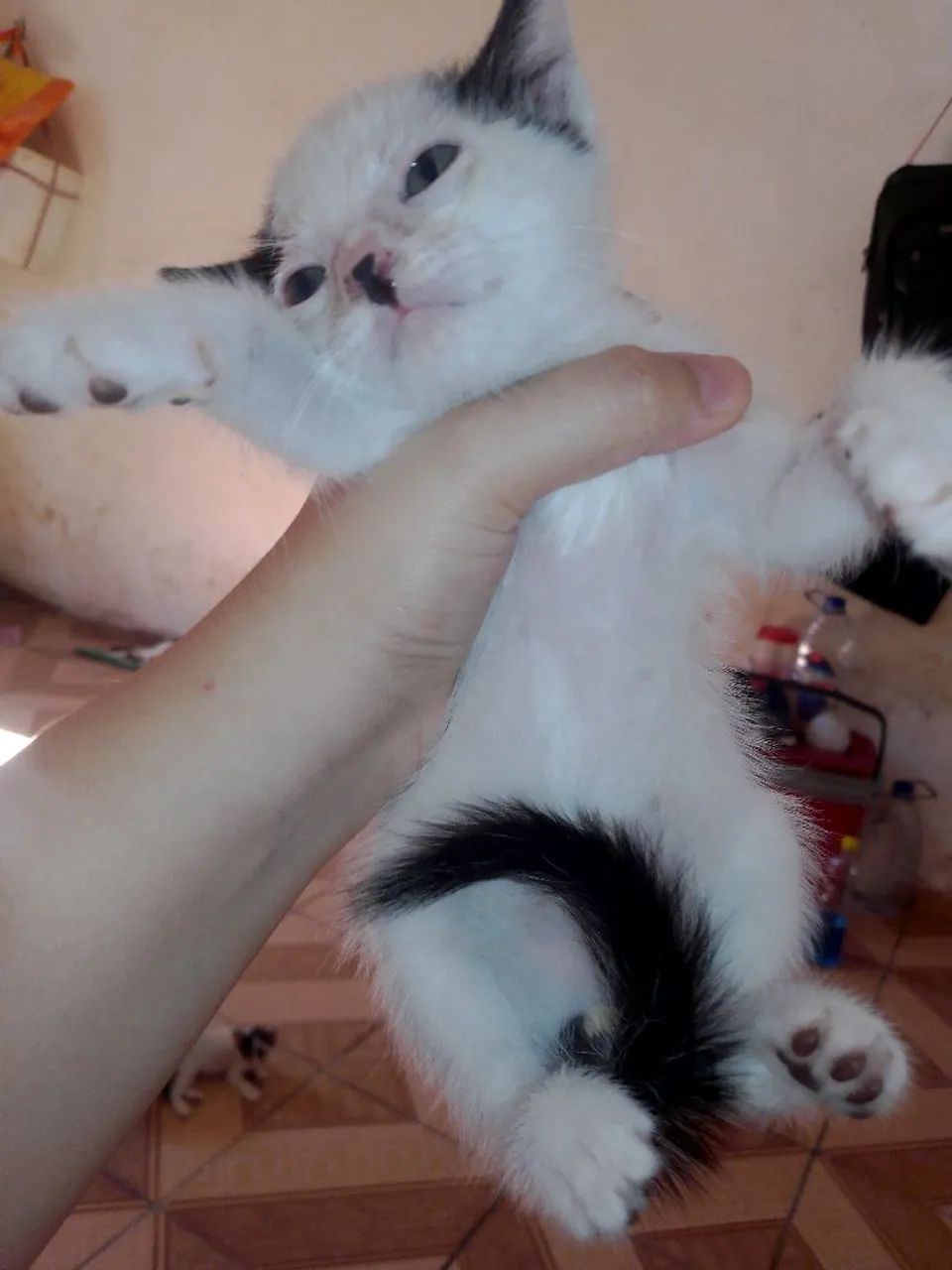 Gatinho para Adoção  - Foto 6