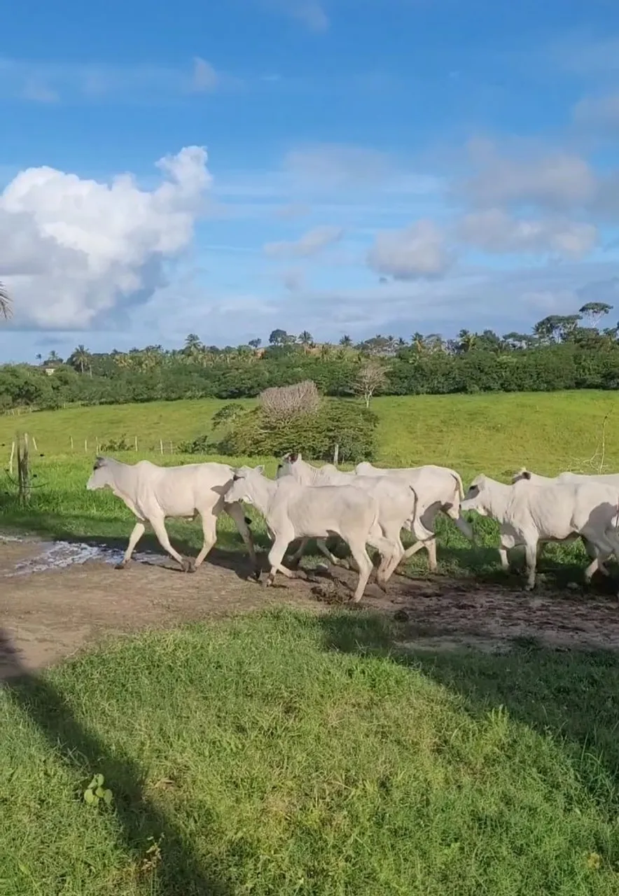 Novilhas Nelore para cria e engorda média de 10,4@
