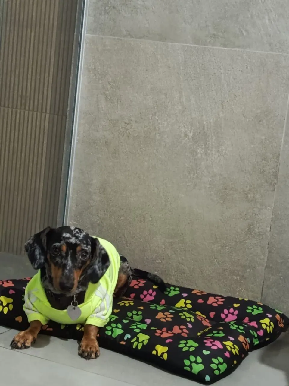 Filhote de Dachshund