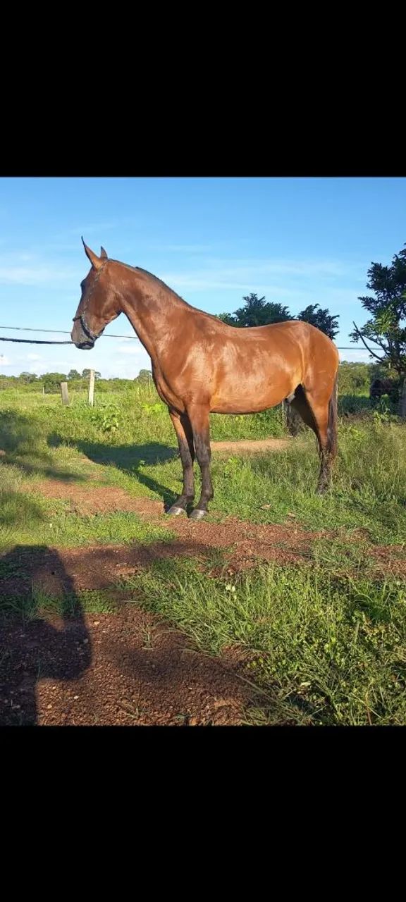 Cavalo Castrado Campolina Marcha Picada 