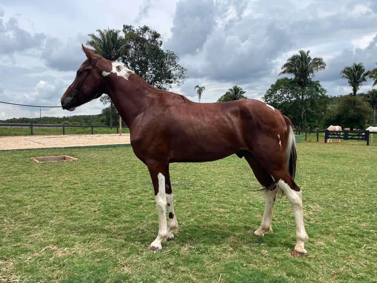 Cavalo Mangalarga  - Foto 2