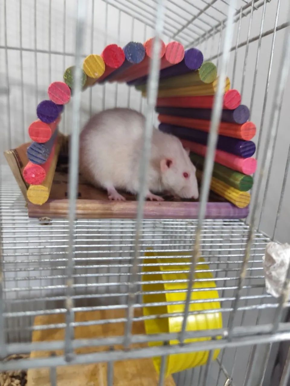 Rato Twister Doa-se - Foto 4